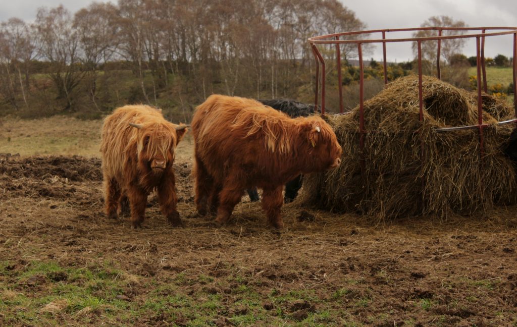 Skót felföld az én nezőszögemből/Scottish Highland from my point of ...